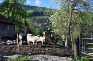 Unsere Zebus