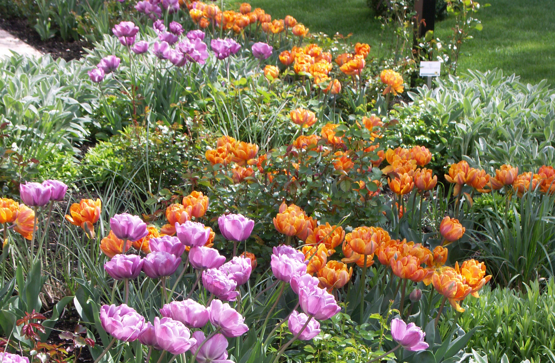 Blumenzwiebel