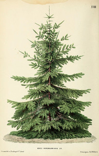 Neerland's Plantentuin. v.1.rGroningen :J. Wolters,1865-1867.rhttp://biodiversitylibrary.org/item/109820