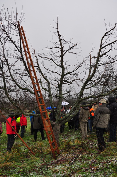 Obstbaumschnitt Stift Seitenstetten