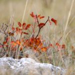 Cotinus im Karst - by Ilona Ilyes / Pixabay